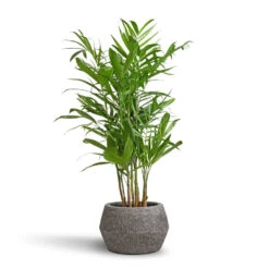 Chamaedorea Seifrizii - Bamboo Palm 15 Chamaedorea Seifrizii - Bamboo Palm -Hortology Plants Shop Chamaedorea seifrizii Bamboo Palm 21x80cm Cement Stone Low Harley Plant Pot Granite Grey 37x24cm 5549