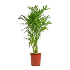 Chamaedorea Seifrizii - Bamboo Palm 18 Chamaedorea Seifrizii - Bamboo Palm -Hortology Plants Shop Chamaedorea seifrizii Bamboo Palm 27x140cm 5552