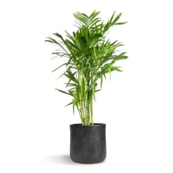 Chamaedorea Seifrizii - Bamboo Palm 19 Chamaedorea Seifrizii - Bamboo Palm -Hortology Plants Shop Chamaedorea seifrizii Bamboo Palm 27x140cm Raindrop Round Planter Anthracite 34x32cm 5555 2ae185f6 7e54 4f32 a9fe 61491abd3259