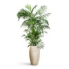 Chamaedorea Seifrizii - Bamboo Palm -Hortology Plants Shop Chamaedorea seifrizii Bamboo Palm 27x150cm Dune Emperor Planter Oat 37x60cm
