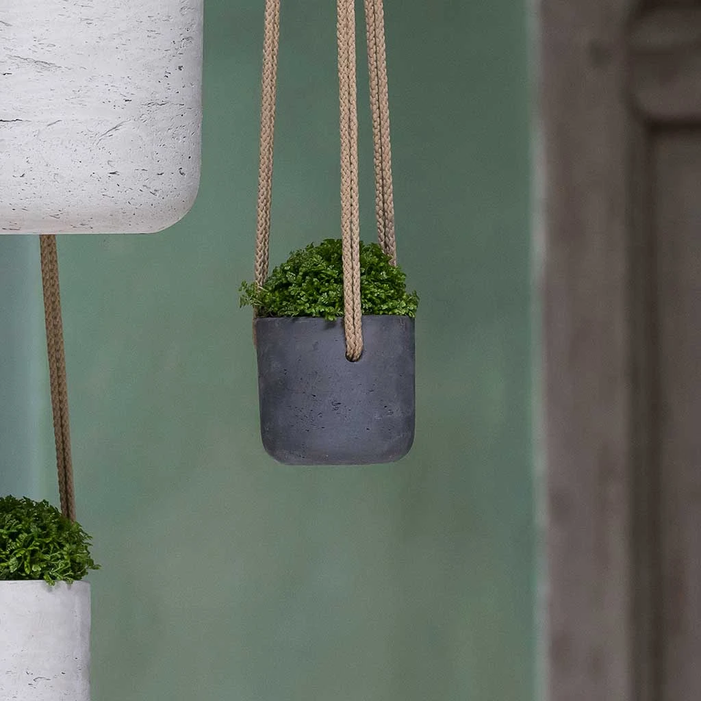 Charlie Hanging Plant Pot - Black Washed 6 Charlie Hanging Plant Pot - Black Washed - Image 4