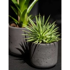 Charlie Plant Pot - Black Washed -Hortology Plants Shop Charlie Plant Pot Black Washed Houseplants