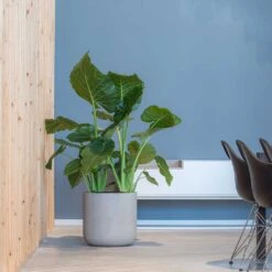 Charlie Plant Pot - Grey Washed -Hortology Plants Shop Charlie Plant Pot Grey Washed Large Houseplant