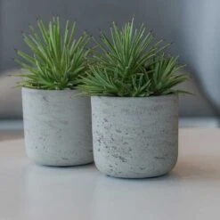 Charlie Plant Pot - Grey Washed -Hortology Plants Shop Charlie Plant Pot Grey Washed Small Houseplants