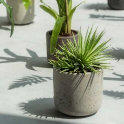 Charlie Plant Pot - Grey Washed -Hortology Plants Shop Charlie Plant Pot Grey Washed Succulent