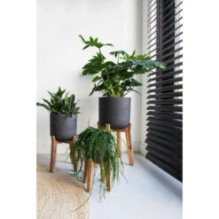 Charlie Plant Pot - Tall Stand - Black Washed 12 Charlie Plant Pot - Tall Stand - Black Washed -Hortology Plants Shop Charlie Plant Pot Tall Stand Black Washed Lifestyle 02