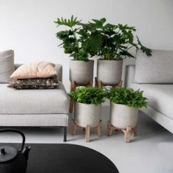 Charlie Plant Pot - Tall Stand - Grey Washed 12 Charlie Plant Pot - Tall Stand - Grey Washed -Hortology Plants Shop Charlie Plant Pot Tall Stand Grey Washed Lifestyle 02