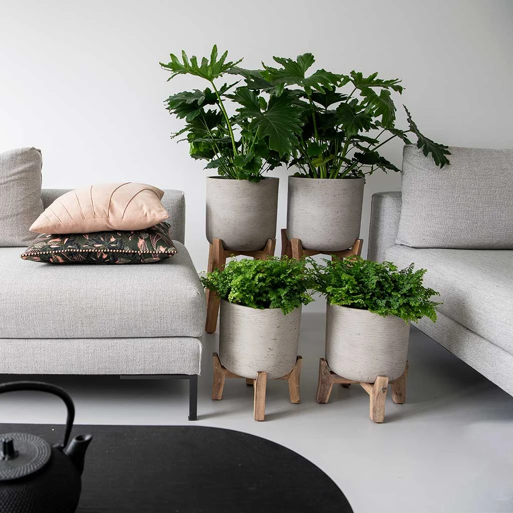 Charlie Plant Pot - Tall Stand - Grey Washed 5 Charlie Plant Pot - Tall Stand - Grey Washed - Image 3