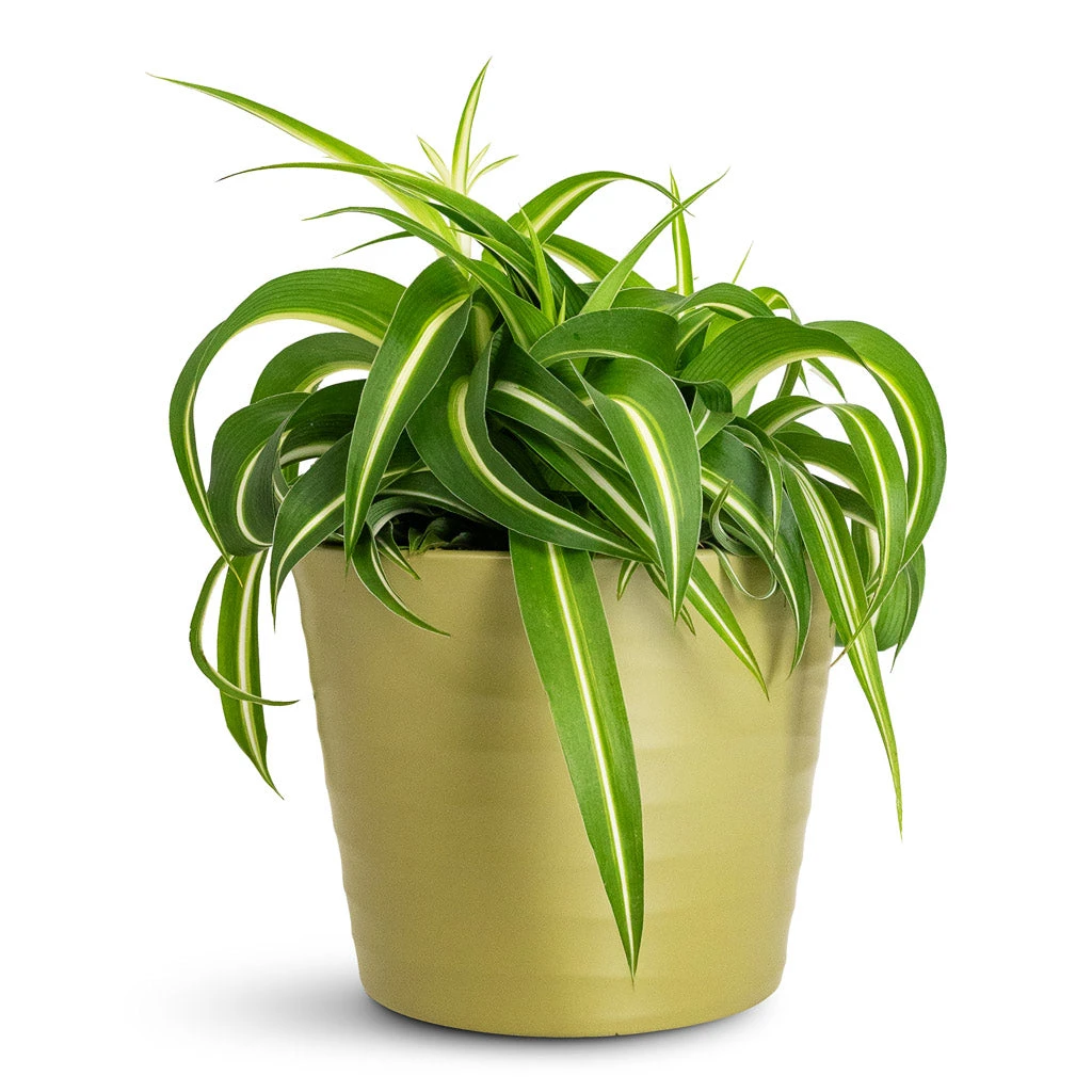 Chlorophytum Bonnie - Curly Spider Plant 8 Chlorophytum Bonnie - Curly Spider Plant - Image 6