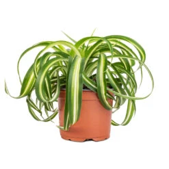 Chlorophytum Bonnie - Curly Spider Plant 26 Chlorophytum Bonnie - Curly Spider Plant -Hortology Plants Shop Chlorophytum Bonnie Curly Spider Plant 12x25cm 2