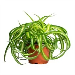 Chlorophytum Bonnie - Curly Spider Plant 28 Chlorophytum Bonnie - Curly Spider Plant -Hortology Plants Shop Chlorophytum Bonnie Curly Spider Plant 12x25cm