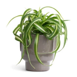 Aries Handles Plant Pot - Charcoal 16 Aries Handles Plant Pot - Charcoal -Hortology Plants Shop Chlorophytum Bonnie Curly Spider Plant 12x25cm Aries Handles Plant Pot Charcoal 14x15cm