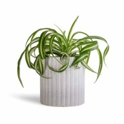 Azalea Ribbed Plant Pot - Speckled Grey Stone -Hortology Plants Shop Chlorophytum Bonnie Curly Spider Plant 12x25cm Azalea Ribbed Plant Pot Speckled Grey Stone 15x15cm