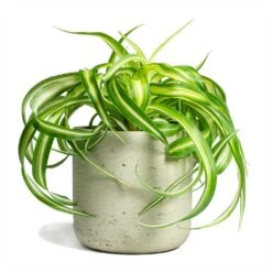 Chlorophytum Bonnie - Curly Spider Plant 36 Chlorophytum Bonnie - Curly Spider Plant -Hortology Plants Shop Chlorophytum Bonnie Curly Spider Plant 12x25cm Charlie Plant Pot Grey Washed 15x15cm