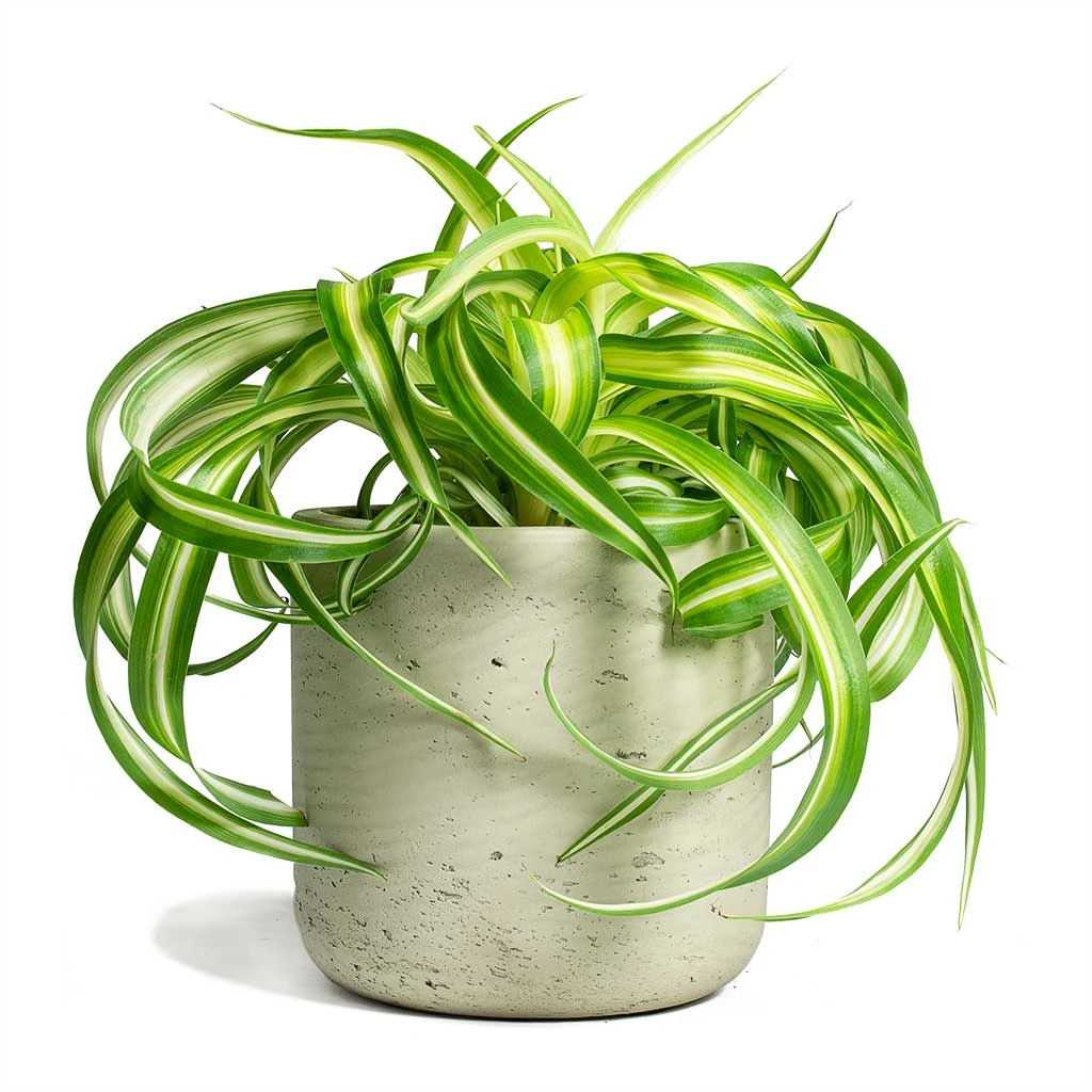 Chlorophytum Bonnie - Curly Spider Plant 19 Chlorophytum Bonnie - Curly Spider Plant - Image 17
