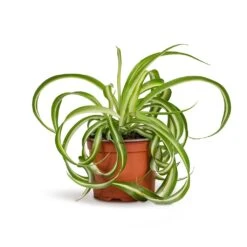 Chlorophytum Bonnie - Curly Spider Plant 23 Chlorophytum Bonnie - Curly Spider Plant -Hortology Plants Shop Chlorophytum Bonnie Curly Spider Plant 12x25cm 515a39d4 9d1f 44ed bee0 bc89328bd39b