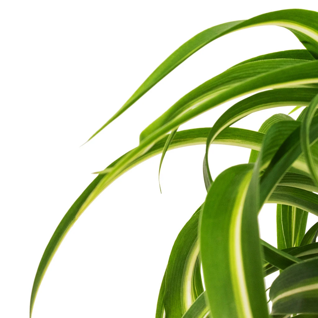 Chlorophytum Bonnie - Curly Spider Plant 12 Chlorophytum Bonnie - Curly Spider Plant - Image 10