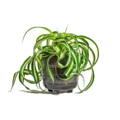 Chlorophytum Bonnie - Curly Spider Plant 31 Chlorophytum Bonnie - Curly Spider Plant -Hortology Plants Shop Chlorophytum Bonnie Curly Spider Plant Denise Plant Pot Blue Bronze