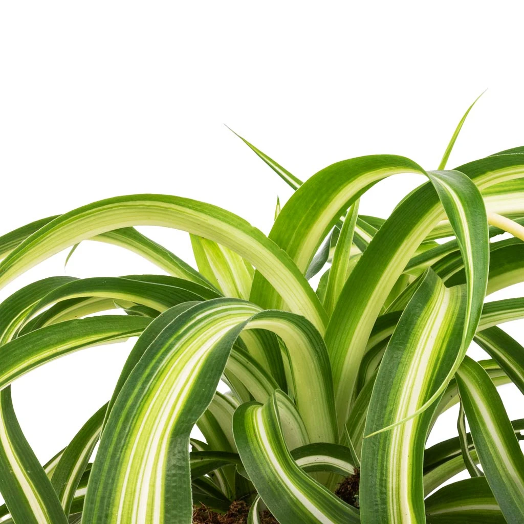 Chlorophytum Bonnie - Curly Spider Plant 4 Chlorophytum Bonnie - Curly Spider Plant - Image 2
