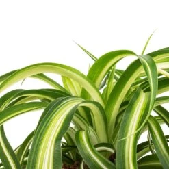 Chlorophytum Bonnie - Curly Spider Plant 30 Chlorophytum Bonnie - Curly Spider Plant -Hortology Plants Shop Chlorophytum Bonnie Curly Spider Plant SWATCH 330a72e9 cff4 4436 93a2 50f10d1b4e97
