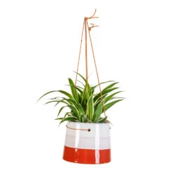 Striped Hanging Plant Pot - Terracotta Blush 9 Striped Hanging Plant Pot - Terracotta Blush -Hortology Plants Shop Chlorophytum Ocean 11x15cm Striped Hanging Pot Terracotta Blush 16x12cm 1