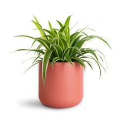 Lisbon Plant Pot - Blush Rose 18 Lisbon Plant Pot - Blush Rose -Hortology Plants Shop Chlorophytum Ocean 12x20cm Lisbon Pot Blush Rose 13.5x13.5cm