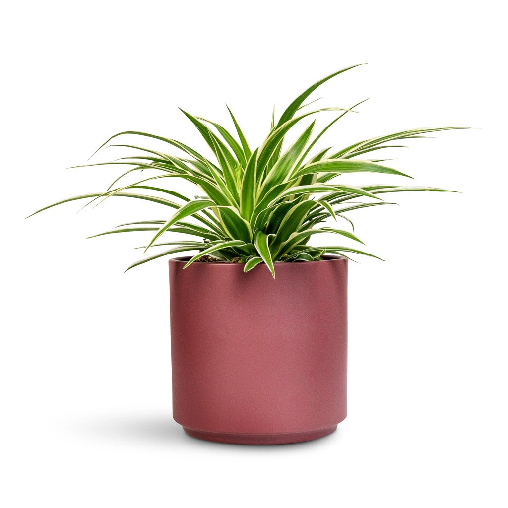 Chlorophytum Ocean - Spider Plant 9 Chlorophytum Ocean - Spider Plant - Image 7