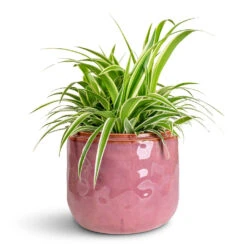 Mabel Plant Pot - Cherry -Hortology Plants Shop Chlorophytum Ocean 15x25cm Mabel Pot Cherry 21x17cm