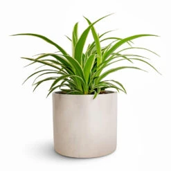 Chlorophytum Ocean - Spider Plant 24 Chlorophytum Ocean - Spider Plant -Hortology Plants Shop Chlorophytum Ocean Spider Plant 12x20cm Lazzaro Plant Pot Linen Effect 15x13cm
