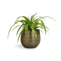 Lydia Plant Pot - Shiny Green 38 Lydia Plant Pot - Shiny Green -Hortology Plants Shop Chlorophytum Ocean Spider Plant 12x20cm Lydia Plant Pot Shiny Green 15x13cm