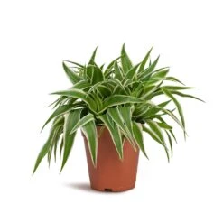 Chlorophytum Ocean - Spider Plant 28 Chlorophytum Ocean - Spider Plant -Hortology Plants Shop Chlorophytum Ocean Spider Plant 15x25cm