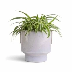 Chlorophytum Ocean - Spider Plant 34 Chlorophytum Ocean - Spider Plant -Hortology Plants Shop Chlorophytum Ocean Spider Plant 15x25cm Aries Handles Plant Pot White 19x20cm 977a5706 23cd 4461 b501 cf287b3a80da