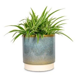 Chlorophytum Ocean - Spider Plant 29 Chlorophytum Ocean - Spider Plant -Hortology Plants Shop Chlorophytum Ocean Spider Plant 15x25cm Copenhagen Plant Pot Aqua 18.5x19.5cm