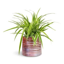 Chlorophytum Ocean - Spider Plant