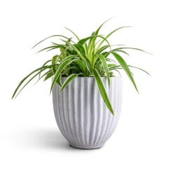Chlorophytum Ocean - Spider Plant 33 Chlorophytum Ocean - Spider Plant -Hortology Plants Shop Chlorophytum Ocean Spider Plant 15x25cm Lagos Plant Pot Cement 20x20cm