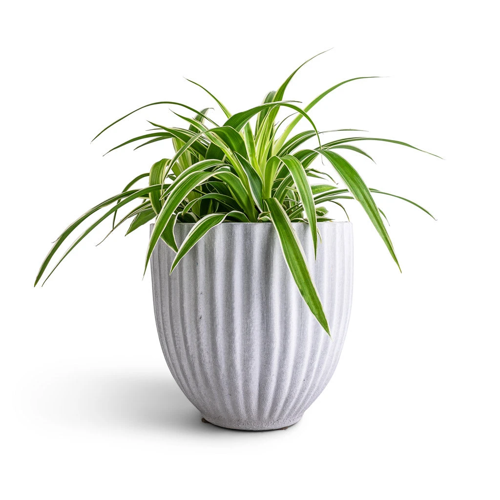 Chlorophytum Ocean - Spider Plant 15 Chlorophytum Ocean - Spider Plant - Image 13