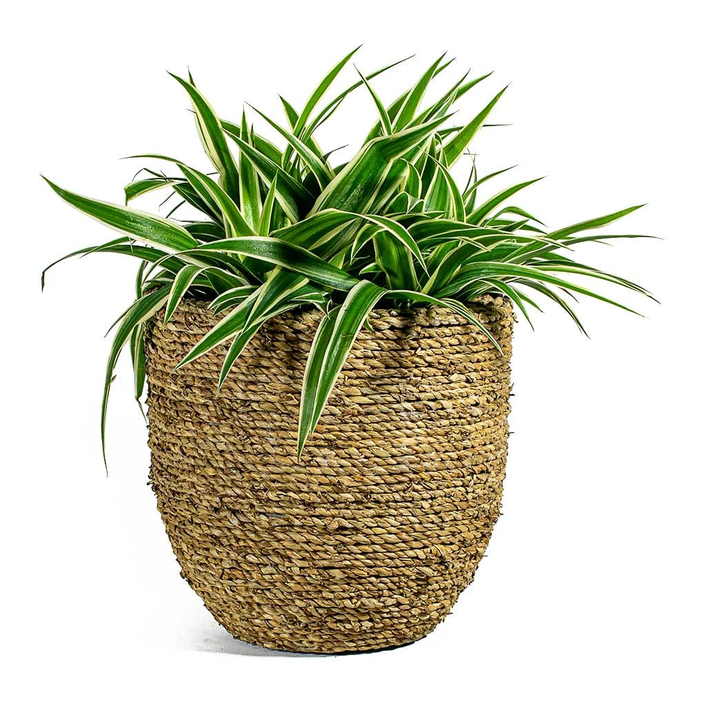 Chlorophytum Ocean - Spider Plant 19 Chlorophytum Ocean - Spider Plant - Image 17