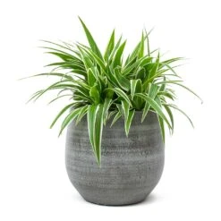 Chlorophytum Ocean - Spider Plant 36 Chlorophytum Ocean - Spider Plant -Hortology Plants Shop Chlorophytum Ocean Spider Plant Esra Plant Pot Mystic Grey