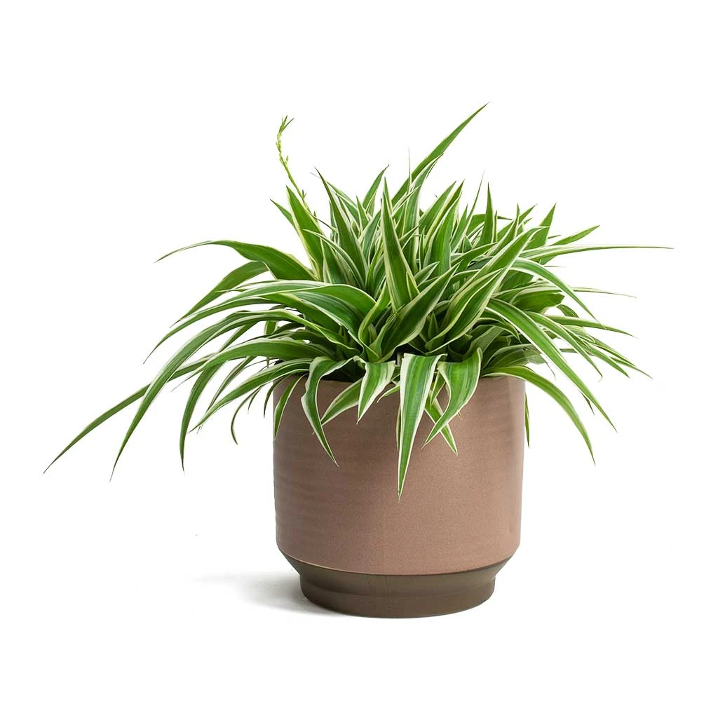 Chlorophytum Ocean - Spider Plant 17 Chlorophytum Ocean - Spider Plant - Image 15