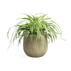 Chlorophytum Variegatum - Spider Plant 16 Chlorophytum Variegatum - Spider Plant -Hortology Plants Shop Chlorophytum Variegatum Spider Plant 19x60cm Feico Plant Pot Mint Grey 25x21cm