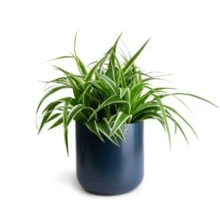 Chlorophytum Variegatum - Spider Plant 13 Chlorophytum Variegatum - Spider Plant -Hortology Plants Shop Chlorophytum Variegatum Spider Plant 19x60cm Lisbon Plant Pot Navy 21x21cm