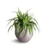 Chlorophytum Variegatum - Spider Plant