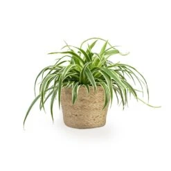 Selin Plant Basket - Jute -Hortology Plants Shop Chlorophytum Variegatum Spider Plant 19x60cm Selin Plant Basket Jute 22x19cm c2833319 6f11 4327 8d95 c6f5d72e3568