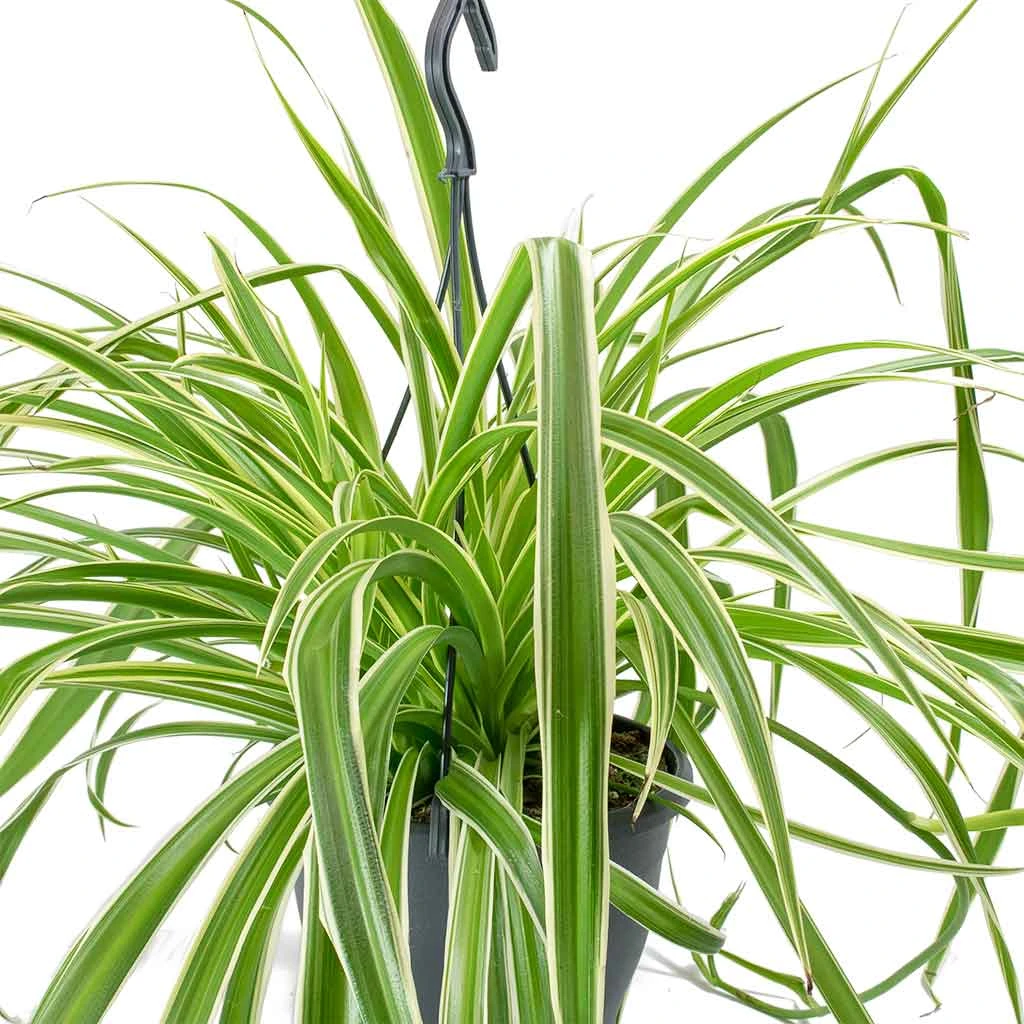 Chlorophytum Variegatum - Spider Plant 9 Chlorophytum Variegatum - Spider Plant - Image 7