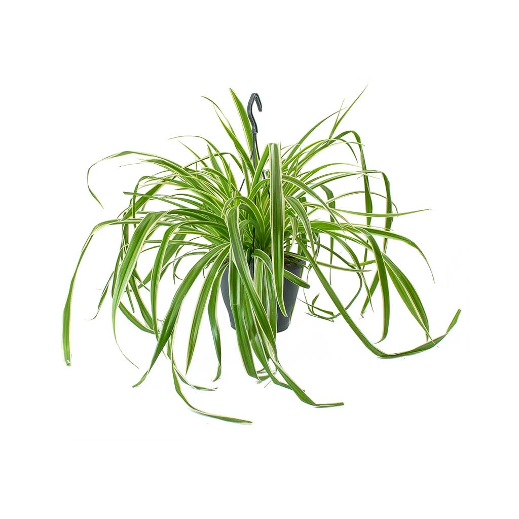 Chlorophytum Variegatum - Spider Plant 4 Chlorophytum Variegatum - Spider Plant - Image 2