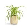 Chlorophytum Vittatum - Spider Plant 2 Chlorophytum Vittatum - Spider Plant -Hortology Plants Shop Chlorophytum Vittatum Spider Plant 12x35cm Bilbao Plant Pot Pale Jade 14x14cm
