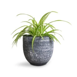 Cas Plant Pot - Anthracite 34 Cas Plant Pot - Anthracite -Hortology Plants Shop Chlorophytum Vittatum Spider Plant 12x35cm Cas Plant Pot Anthracite 15x13cm