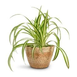 Selin Plant Basket - Jute -Hortology Plants Shop Chlorophytum Vittatum Spider Plant 12x35cm Selin Plant Basket Jute 15x12cm 4de1af7a dbff 4832 a710 ab20c32c0ccf