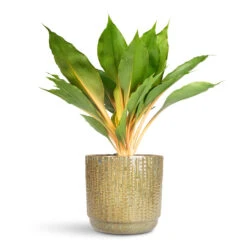 Chlorophytum Orchidastrum Green Orange 28 Chlorophytum Orchidastrum Green Orange -Hortology Plants Shop Chlorophytum orchidastrum Green Orange 12x40cm Cille Pot Forest 19x17cm