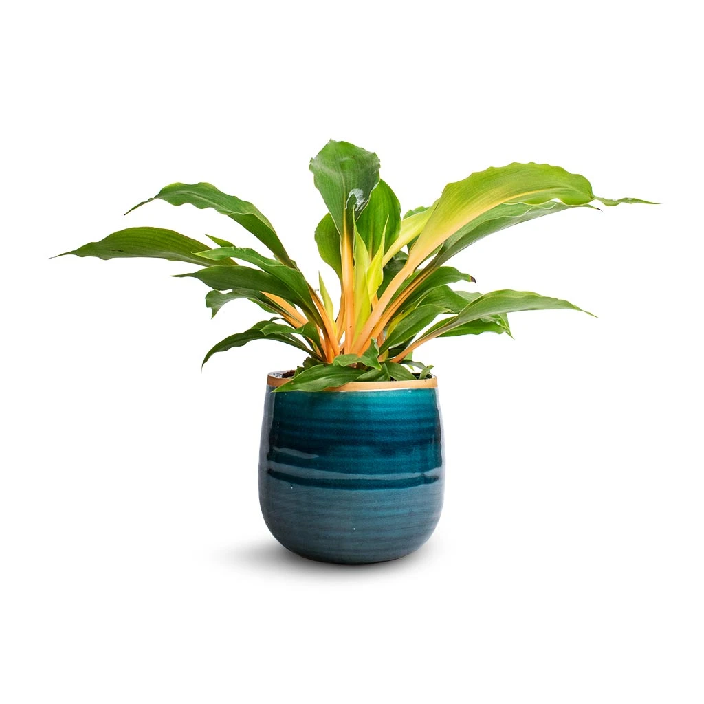 Iris Plant Pot - Turquoise 9 Iris Plant Pot - Turquoise - Image 7